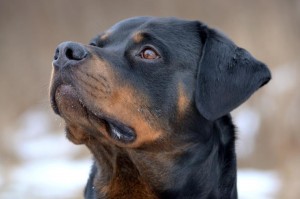 Utilizza il cane come "arma impropria", arrestato