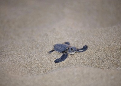 Caretta caretta - E&#039; la tartaruga marina più comune del mar Mediterraneo. La specie è fortemente minacciata in tutto il bacino del Mediterraneo ed è ormai al limite dell&#039;estinzione nelle acque territoriali italiane