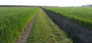 Estate pazza, Coldiretti stima 2 miliardi di euro di danni