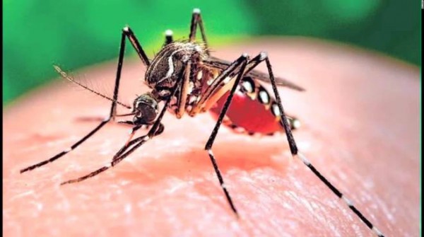 Virus zika, i casi si moltiplicano in Italia. Rispetto ai 31 casi di alcune settimane fa aggiornato il dato a 61