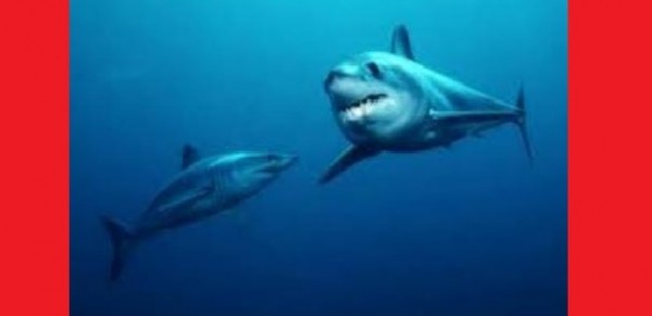 I pescatori di Monopoli (Ba) diventano angeli degli squali