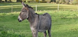 Crudelt&agrave; sugli animali, zoofilia, stupri e piccioni vivi usati come esca