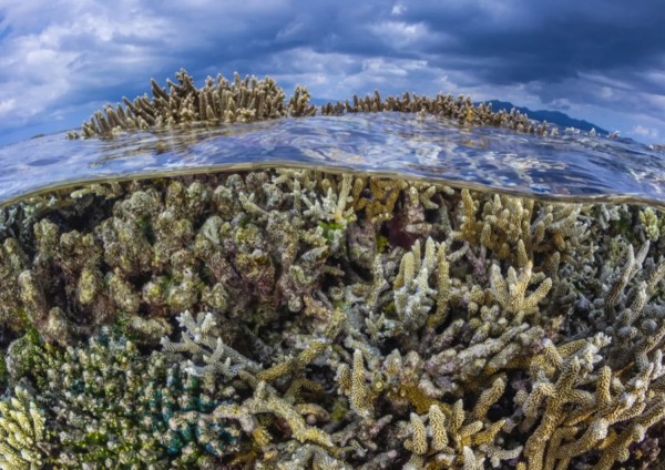 El Ni&ntilde;o minaccia gli artropodi tropicali
