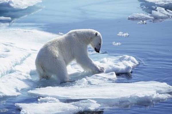 Cuccioli di orso polare a rischio, la minaccia si chiama 'Pop'