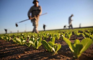 Grottaglie (Taranto) - Il gruppo consigliare Articolo 1 - M.D.P chiede consiglio monotematico su criminalit&agrave; agricoltura