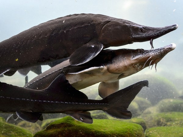 C&#039;è un pesce che non ha lische e fa bene. E&#039; lo storione