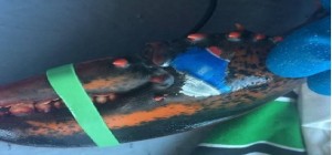 Canada: trovata aragosta con il logo della Pepsi su una chela