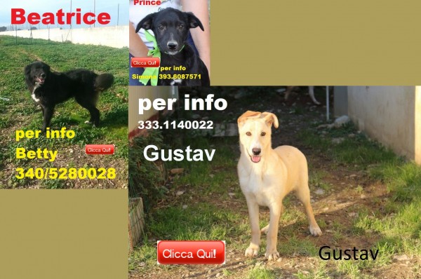 Anoplus attacca le immagini di vecchi cani da liberare dall'ergastolo dei canili