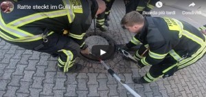 Il grasso topo rimane incastrato in un tombino, i pompieri lo salvano e filmano tutto