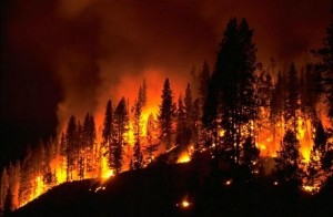 Incendi boschivi, scatta in Emilia-Romagna l'emergenza, Alfonso Pecoraro Scanio lancia #Stopincendi