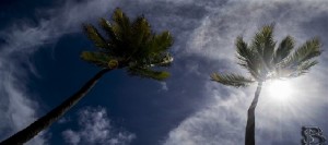 Bartolomeo Sciascia Le Palme