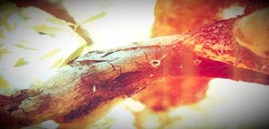 Xylella: Stef&agrave;no (Pd), "La montagna ha partorito topolino, morto"