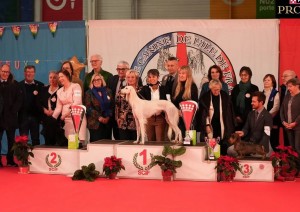 In Umbria l&rsquo;allevamento dei levrieri 'campioni' del mondo di bellezza