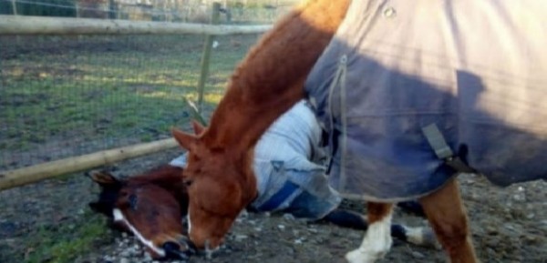 Animali e botti di Capodanno, una cavalla muore in Belgio e divampa incendio nello zoo in Germania, strage di scimmie.