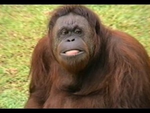 Anche gli oranghi potranno scegliere il partner su Tinder