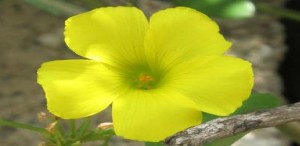 Specie invasive rischio per la biodiversit&agrave;, arrivano sanzioni