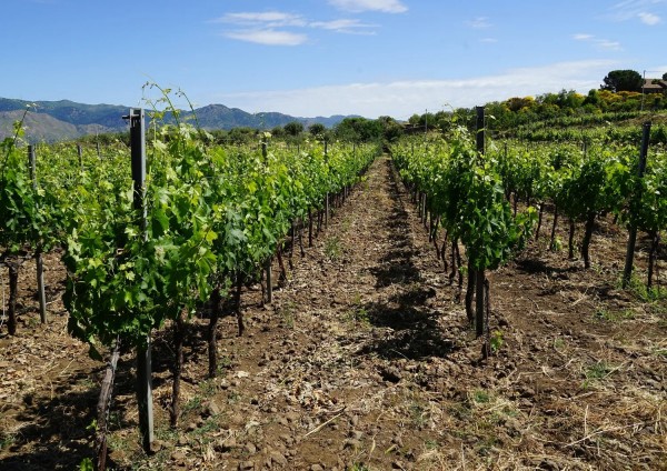  Un vigneto alle pendici dell'Etna