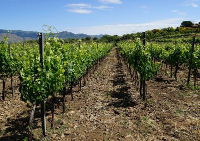  Un vigneto alle pendici dell&#039;Etna