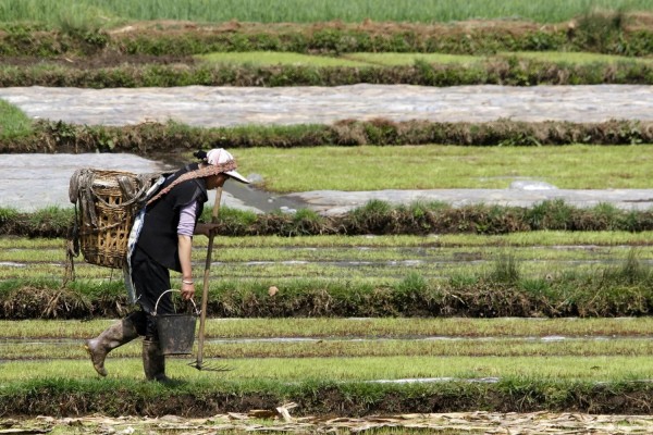  Contadino in Cina, migrazioni linguistiche legate all'agricoltura di 9.000 anni fa  (Foto a corredo articolo AGI)