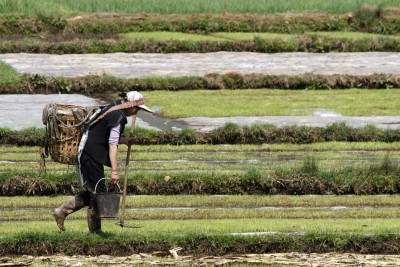  Contadino in Cina, migrazioni linguistiche legate all'agricoltura di 9.000 anni fa  (Foto a corredo articolo AGI)