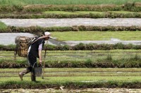  Contadino in Cina, migrazioni linguistiche legate all'agricoltura di 9.000 anni fa  (Foto a corredo articolo AGI)