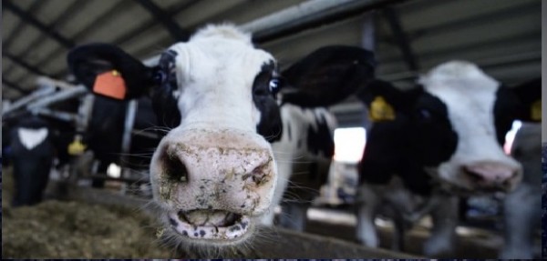 Animali malati in un mattatoio polacco. Carne venduta in tutta Europa