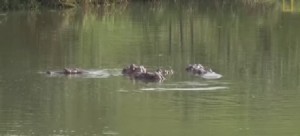 Appello della Colombia: qualche zoo vuole gli ippopotami di Pablo Escobar?