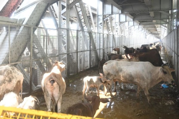 Tremila mucche bloccate da tre settimane su una nave in Turchia. Allarme degli animalisti: "Rischio morte"	