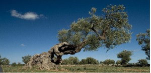 Xylella, Casili e D'Amato (M5S) &laquo;rinvio nuova beffa, l'Ue continua a prendersi gioco degli olivicoltori&raquo;
