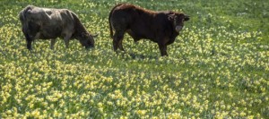 Una mandria di bovini selvatici sta seminando il panico nel cagliaritano