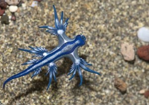 Il dragón azul  Il drago blu, nella versione italiana