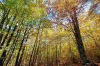 Ancora un rinvio per il regolamento Ue sulla deforestazione